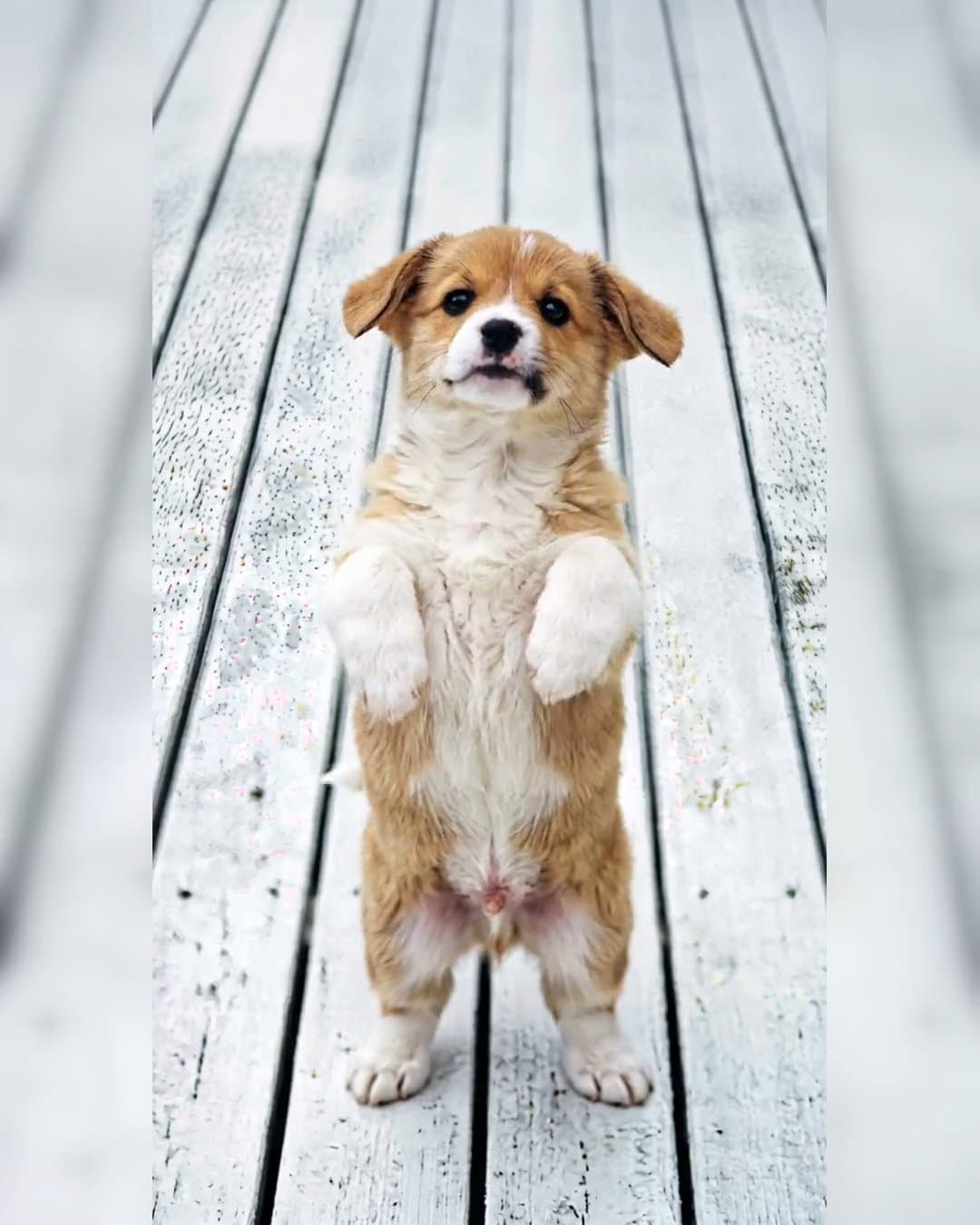 Pet Dance